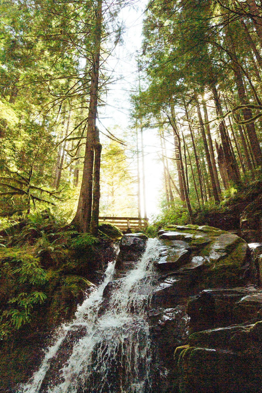 green trees beside flowing body of water