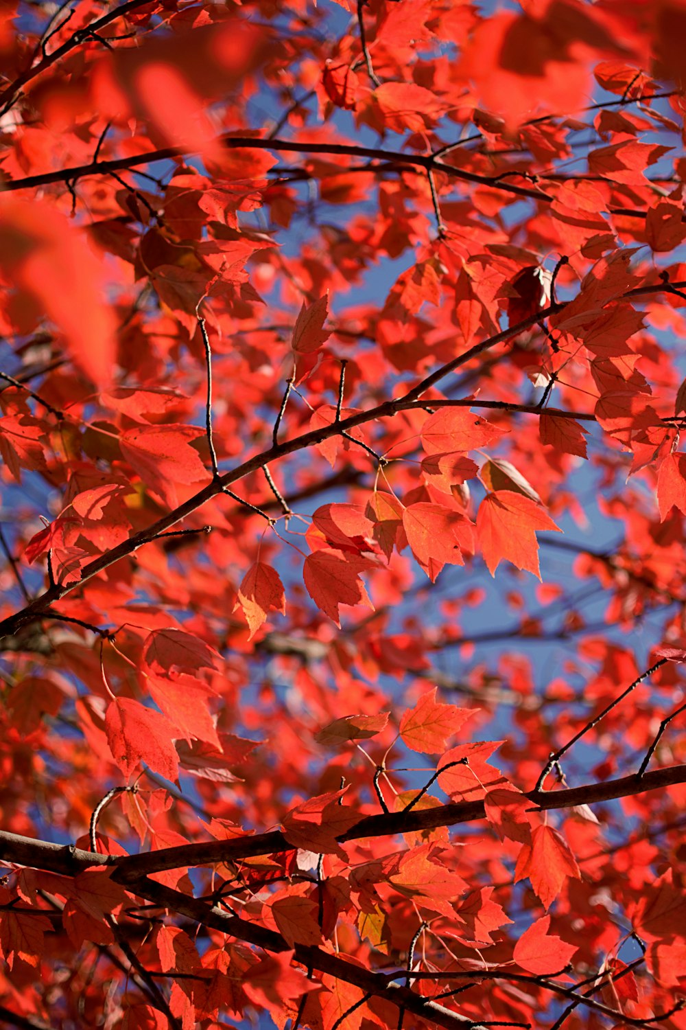 a tree with red leaves and a blue sky in the background