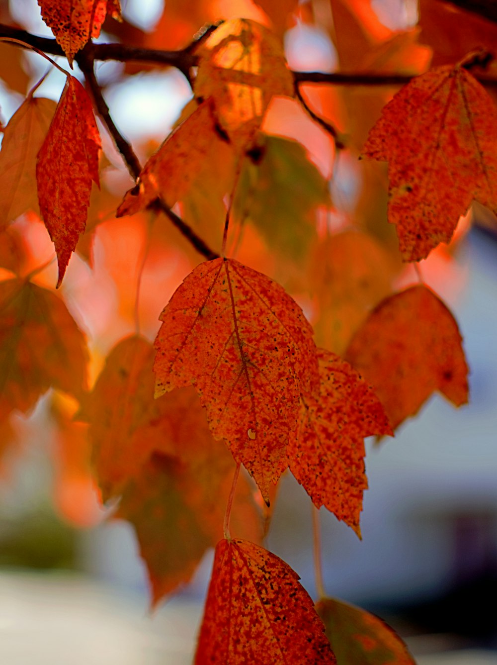 a close up of a tree with red leaves