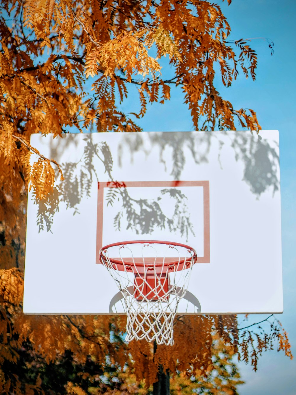 white and red basketball hoop near orange leaf tree