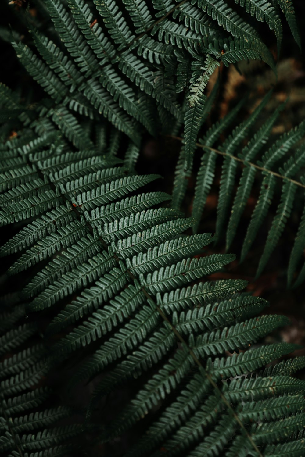 a close up of a green plant with lots of leaves