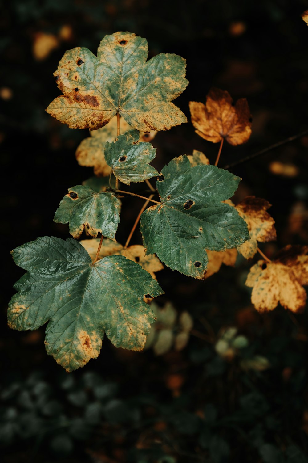 a close up of a green leaf on a tree