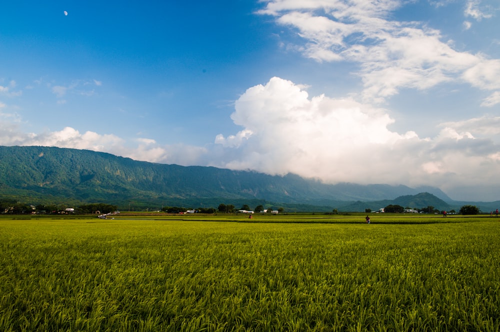 a field of grass with a mountain in the background