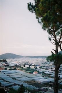 A scenic view of the greenhouse farm with rows of chili plants stretching into the distance.