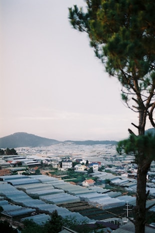 A scenic view of the greenhouse farm with rows of chili plants stretching into the distance.