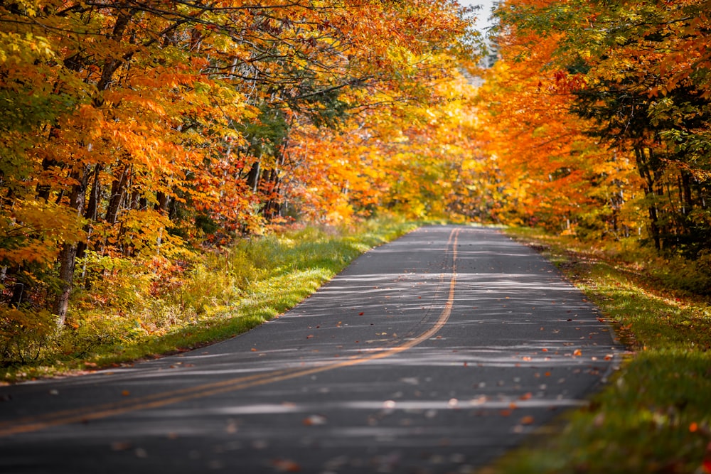 Eine leere Straße, umgeben von Bäumen mit orangefarbenen und gelben Blättern