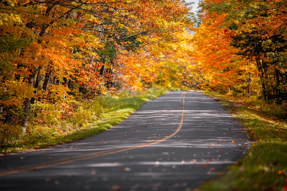 uma estrada vazia cercada por árvores com folhas laranjas e amarelas