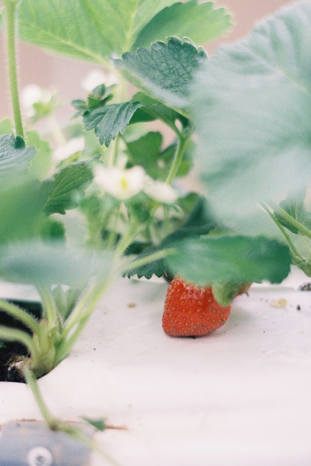 a close up of a strawberry plant with leaves