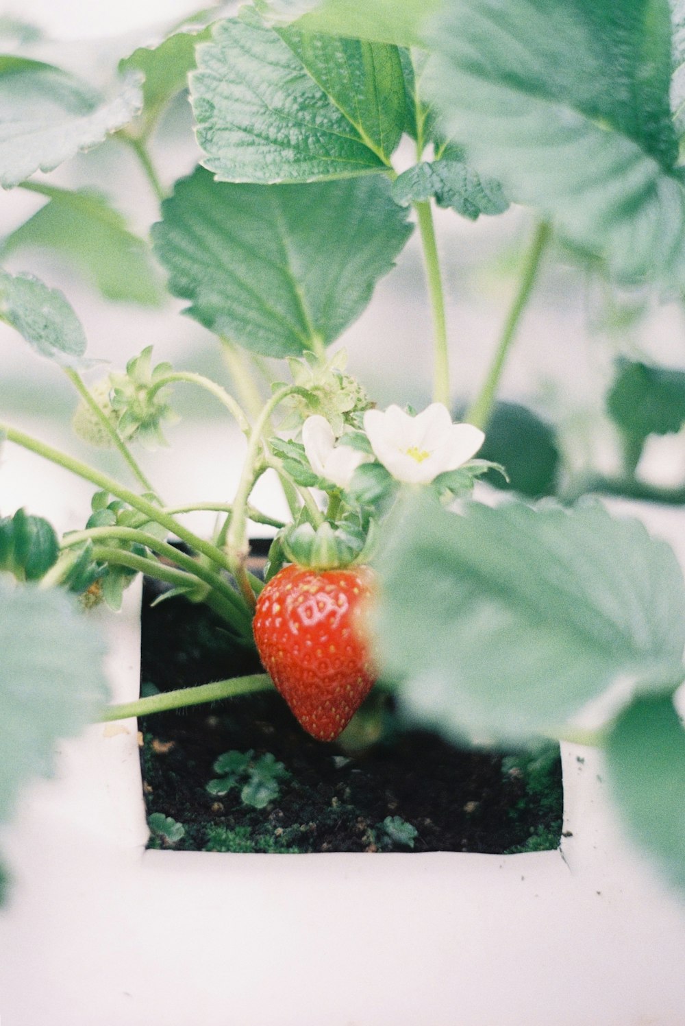 a strawberry growing in a pot on a table
