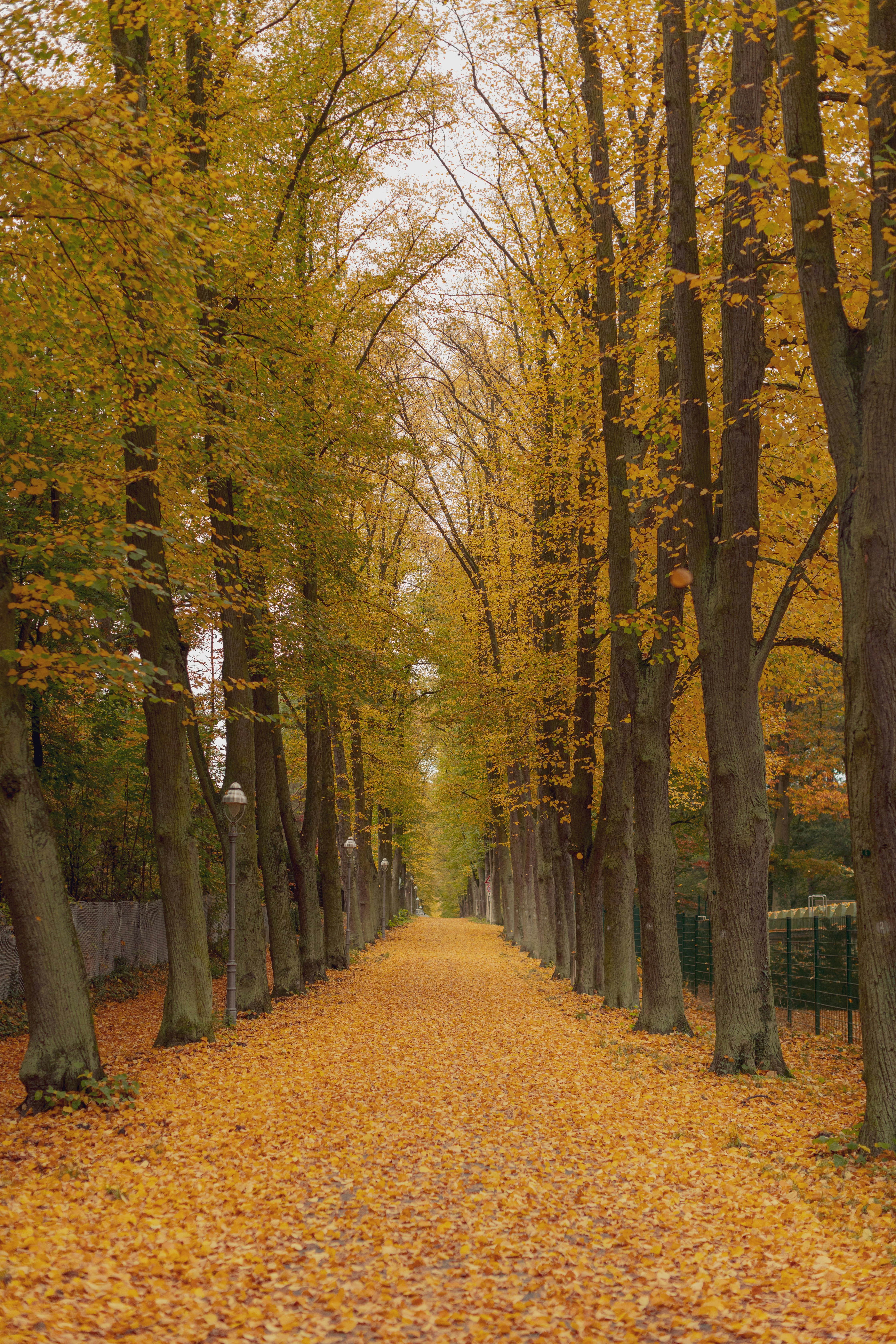a tree lined road with yellow leaves on the ground