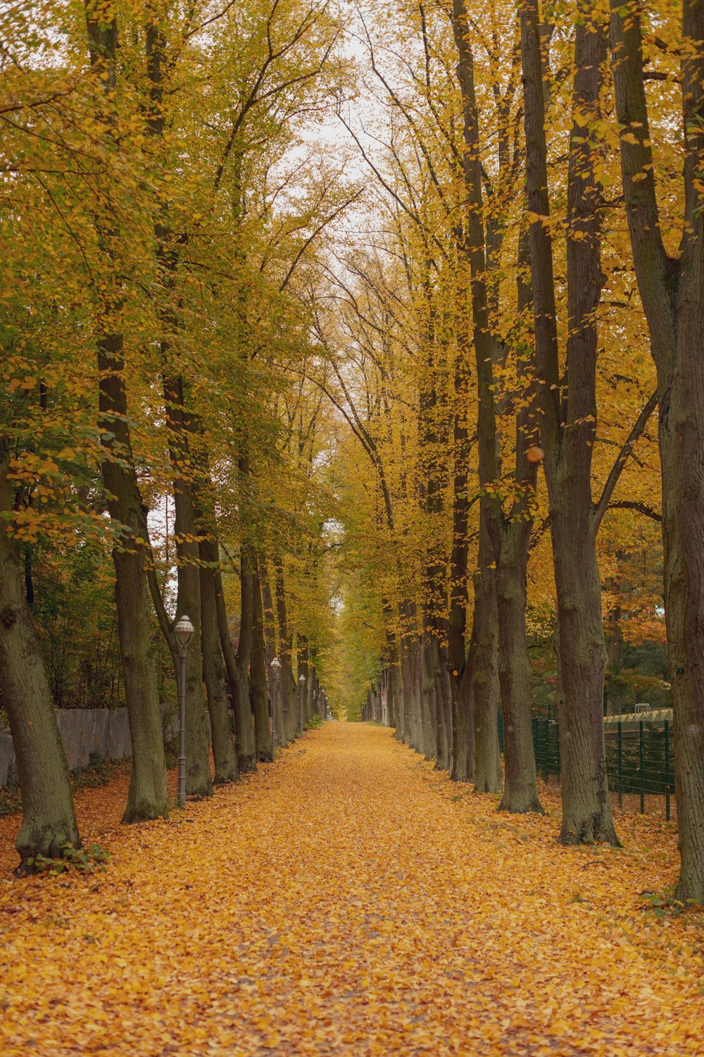 a tree lined road with yellow leaves on the ground