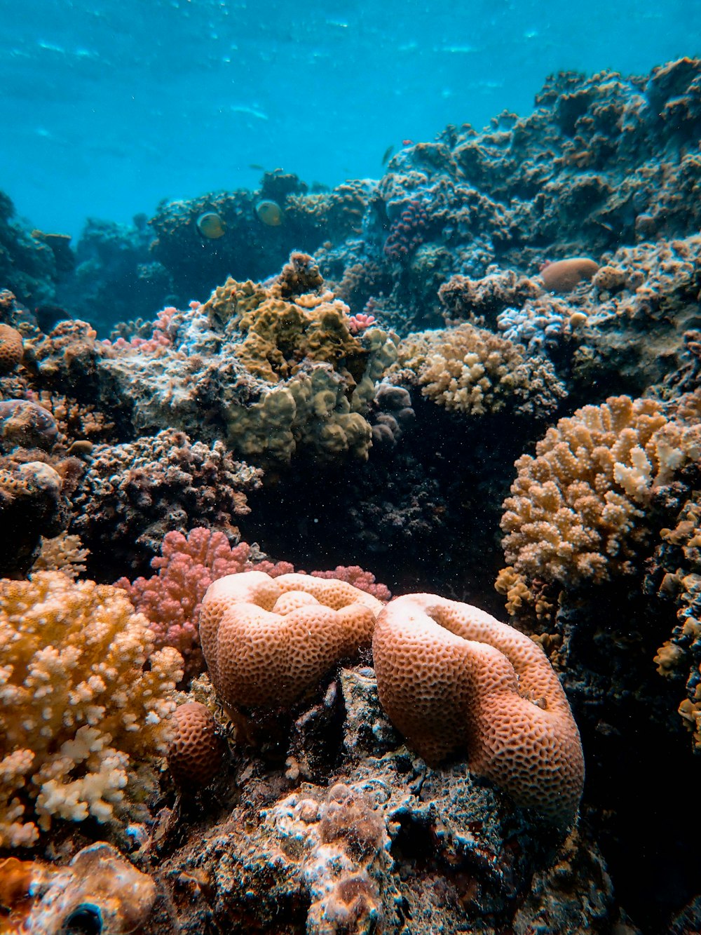 Un gruppo di coralli su una barriera corallina