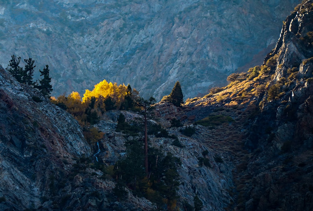 trees on mountain during daytime