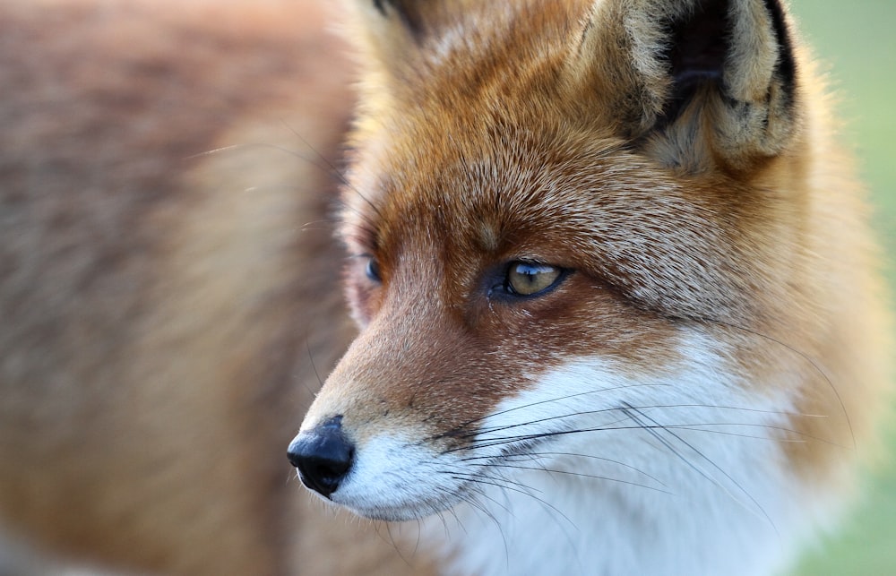 portrait of brown and white fox