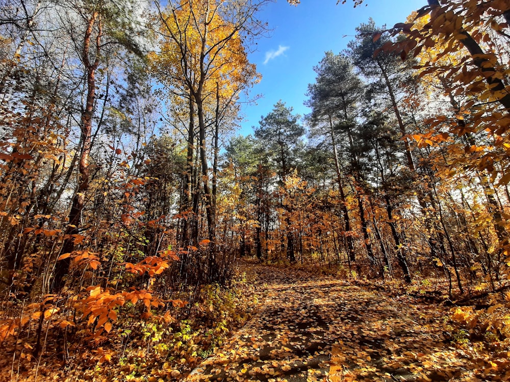 green and brown forest trees