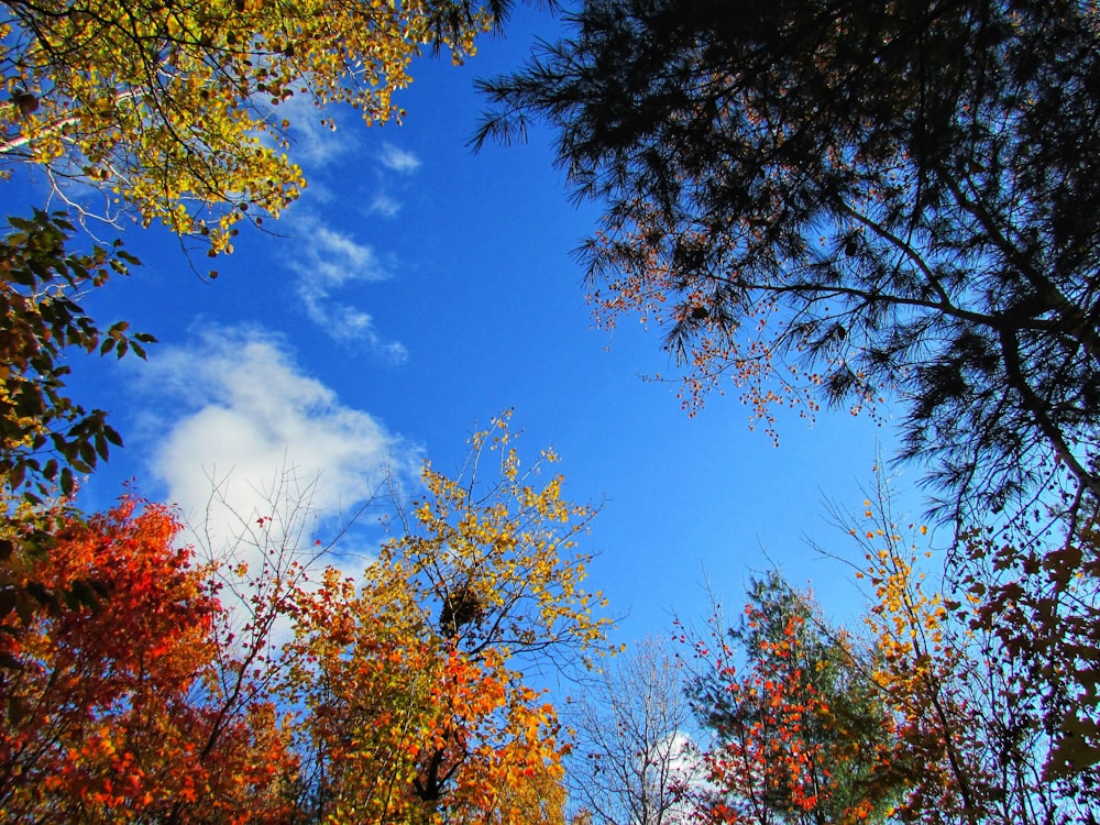 low angle photo of tall trees