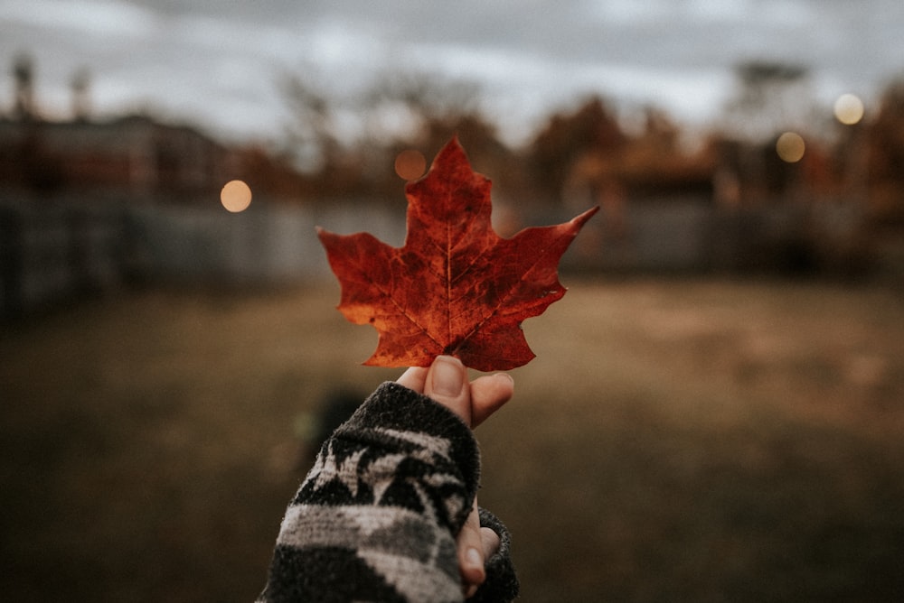 person holding maple leaf