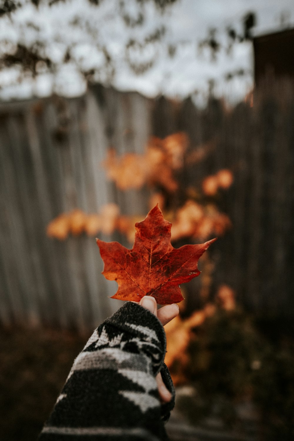 person holding maple leaf