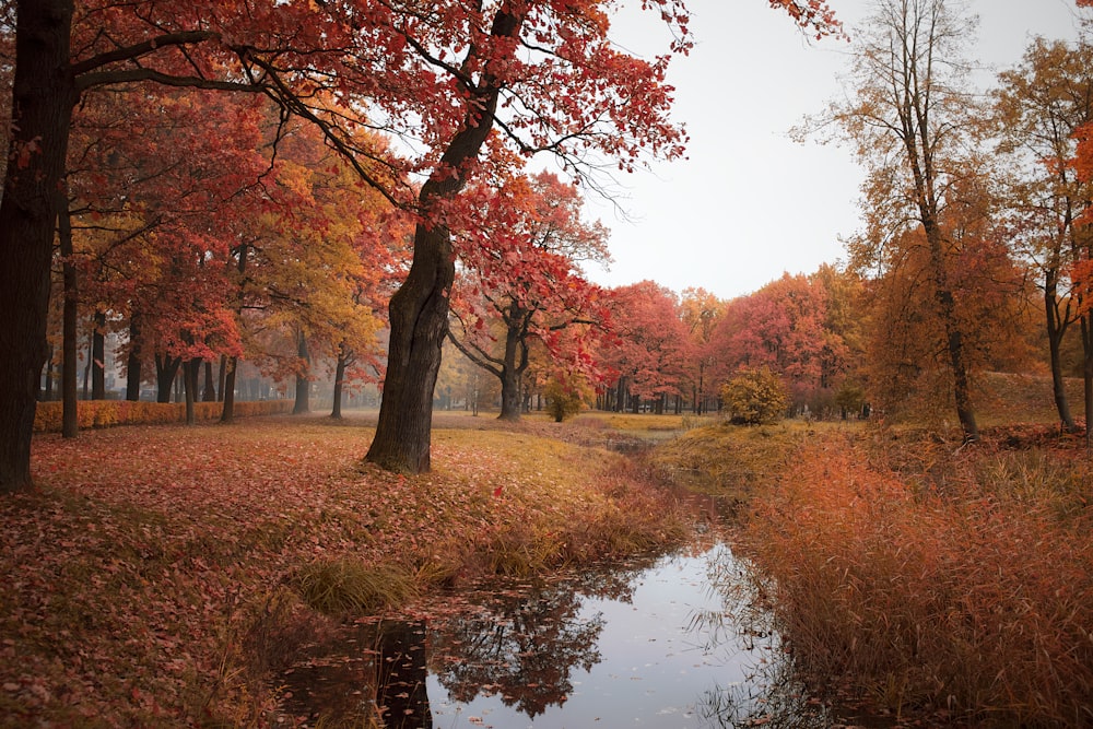 river in forest