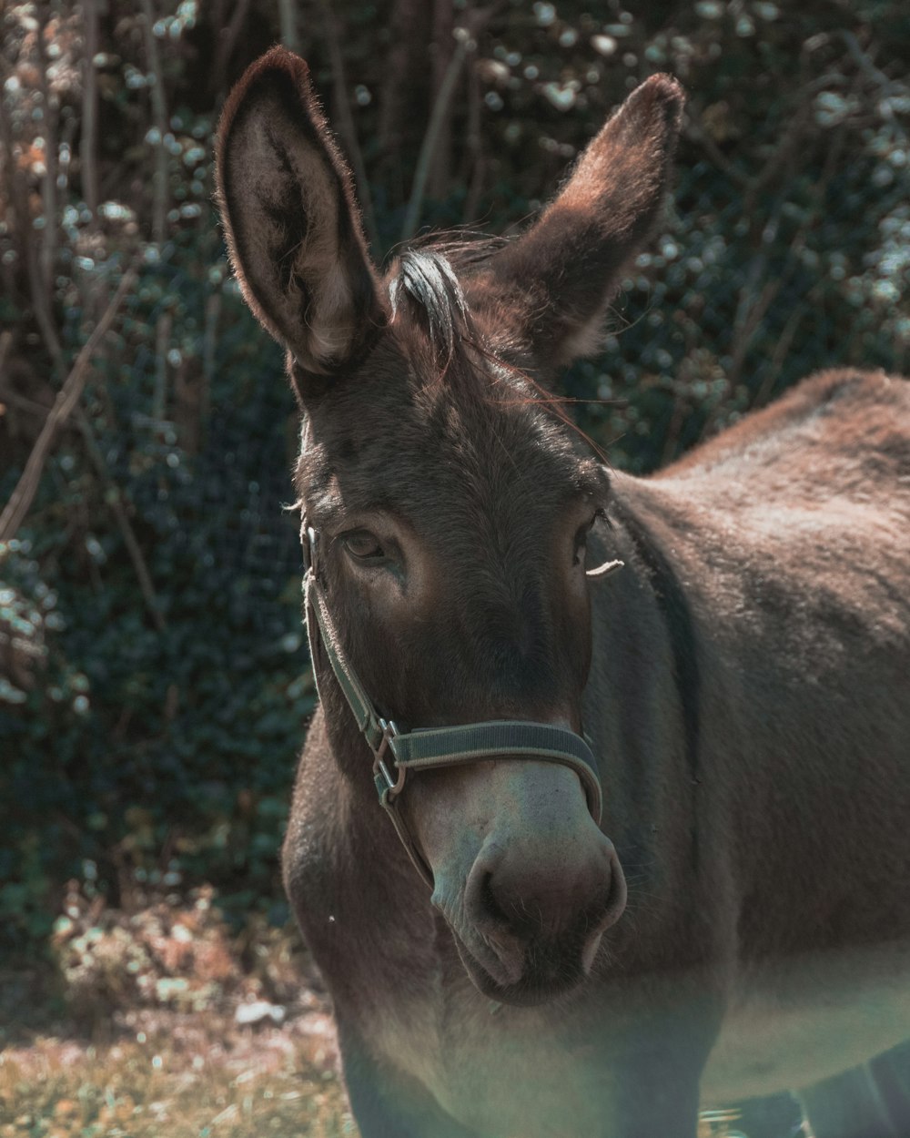 brown donkey