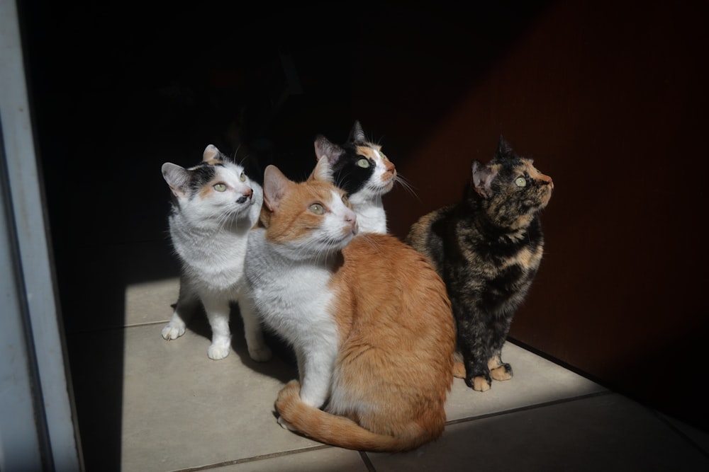 four assorted breeds of cats