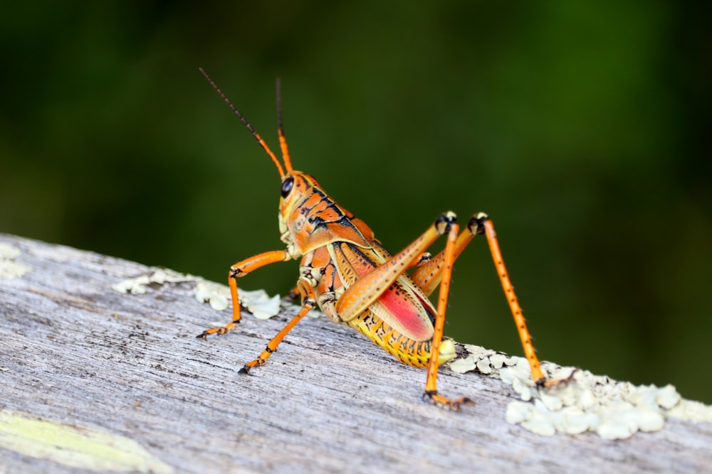 orange and red locust