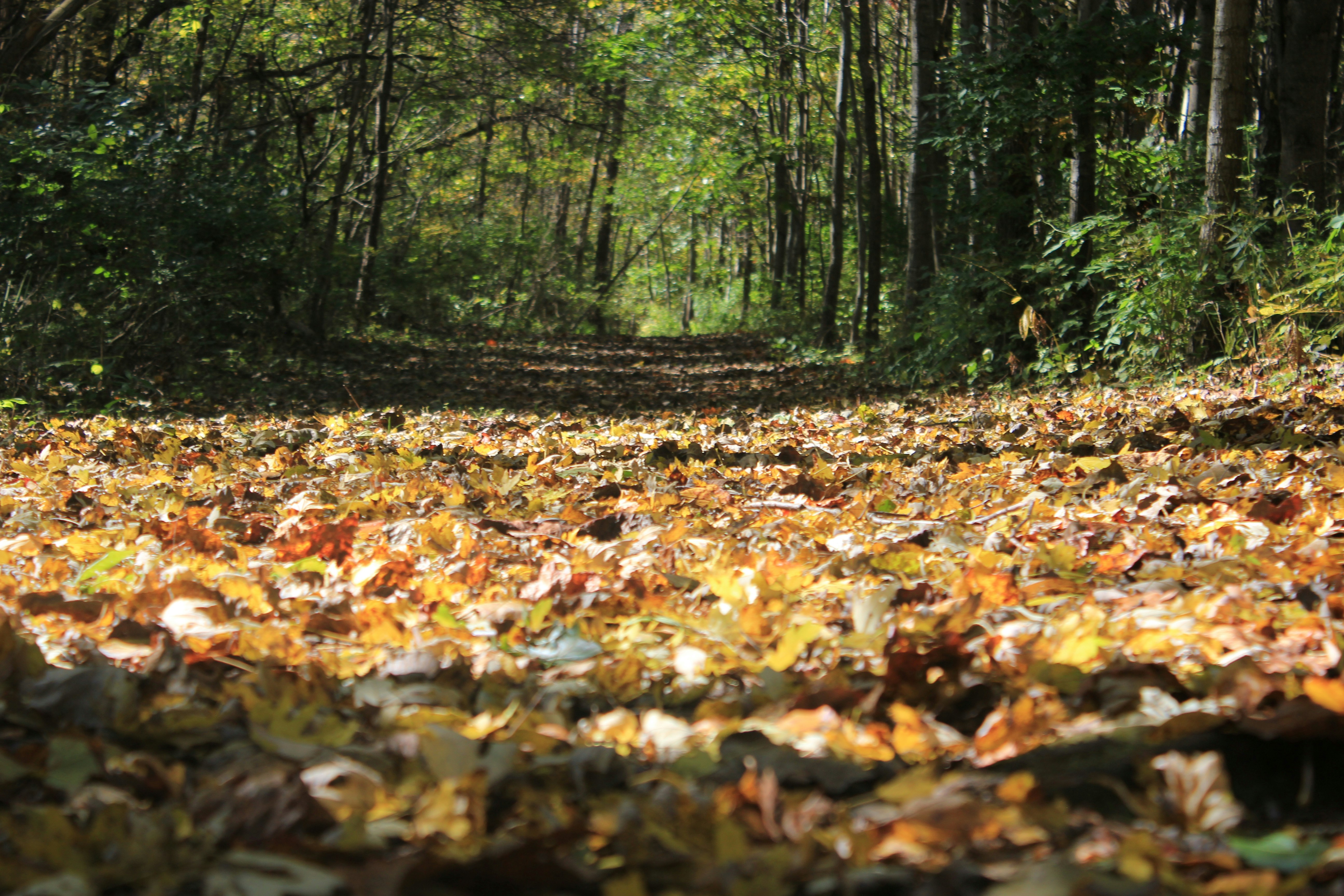 Photo by mrgreatheart