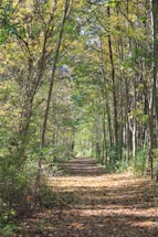 A serene forest path with sunlight filtering through green leaves