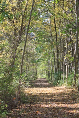 A serene forest path with sunlight filtering through green leaves