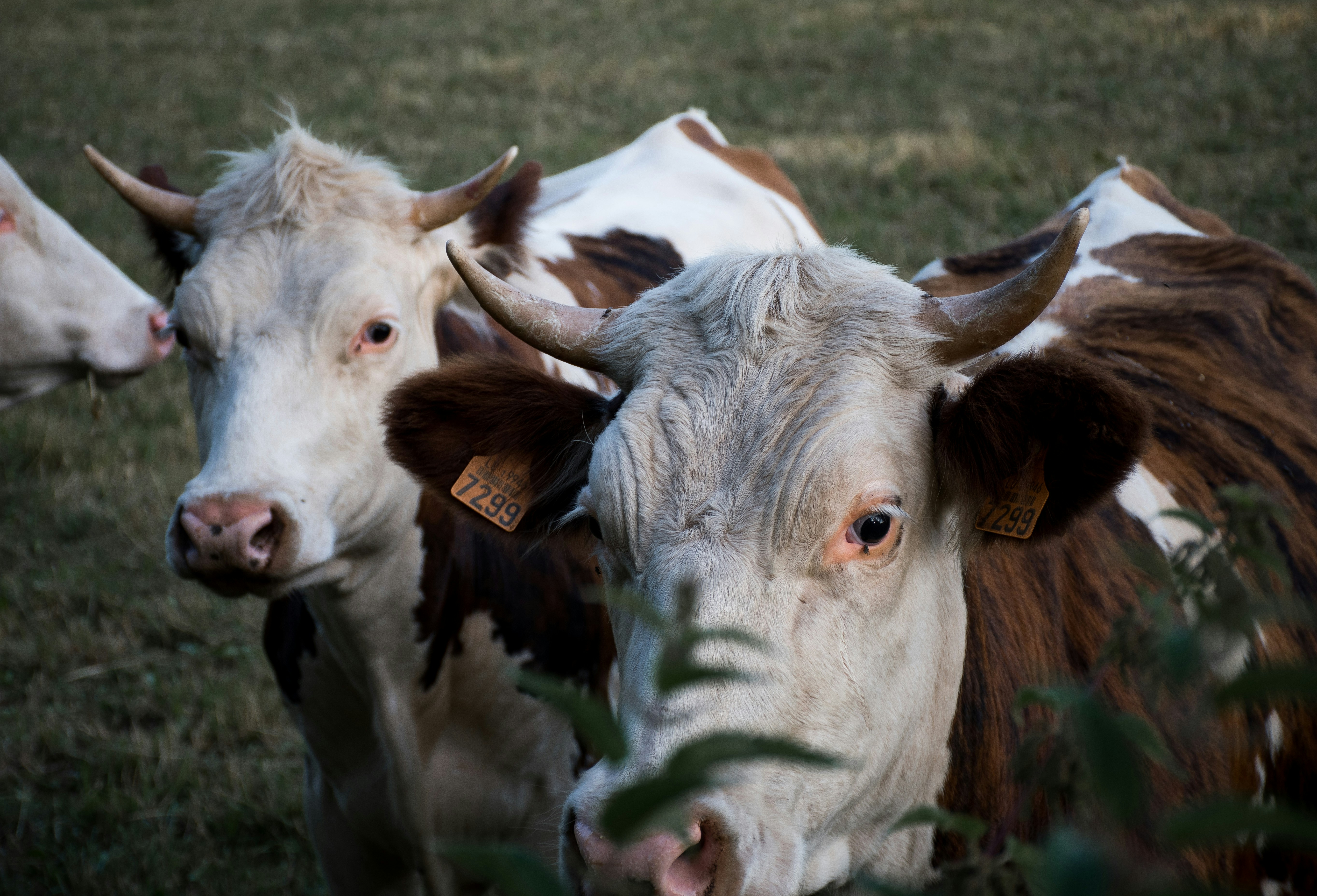 Photo by ceesvanwageningen