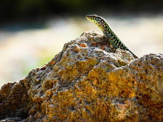 green and black lizard on rock in Comino Malta