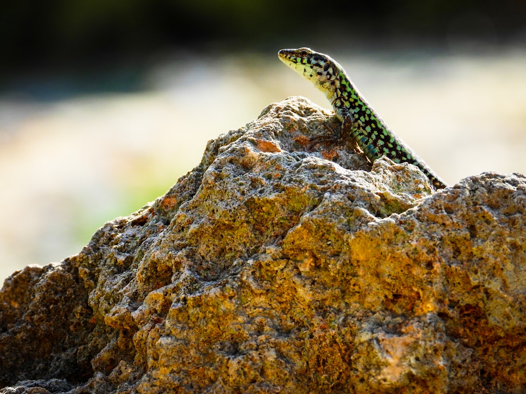 green and black lizard on rock
