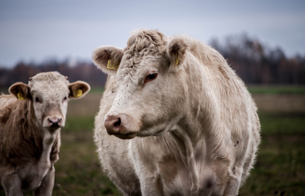 two white cows