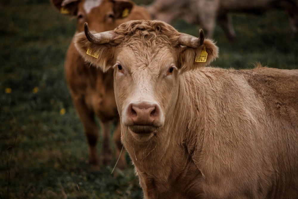 several cows