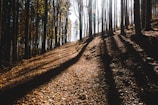 Golden hour light casting long shadows through a quiet woodland path.