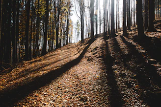 A quiet moment of reflection during a forest walk, with sunlight casting gentle shadows.