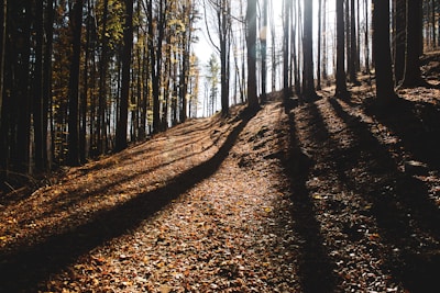 A quiet moment captured on a hiking trail, with soft sunlight filtering through the trees.