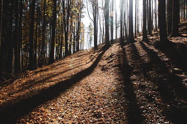 A quiet moment of reflection during a forest walk, with sunlight casting gentle shadows.