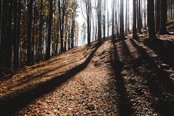 Sunlight filters through tall trees, casting long shadows across a forest path covered with fallen leaves. The scene is serene and natural, capturing a moment of quiet beauty in a wooded area.