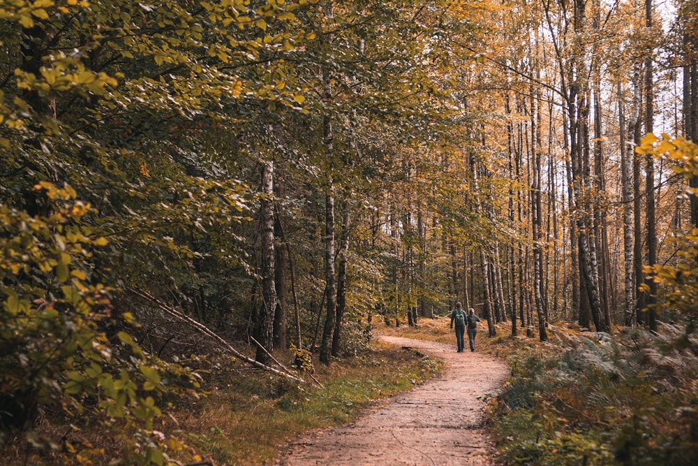 pathway surround by trees