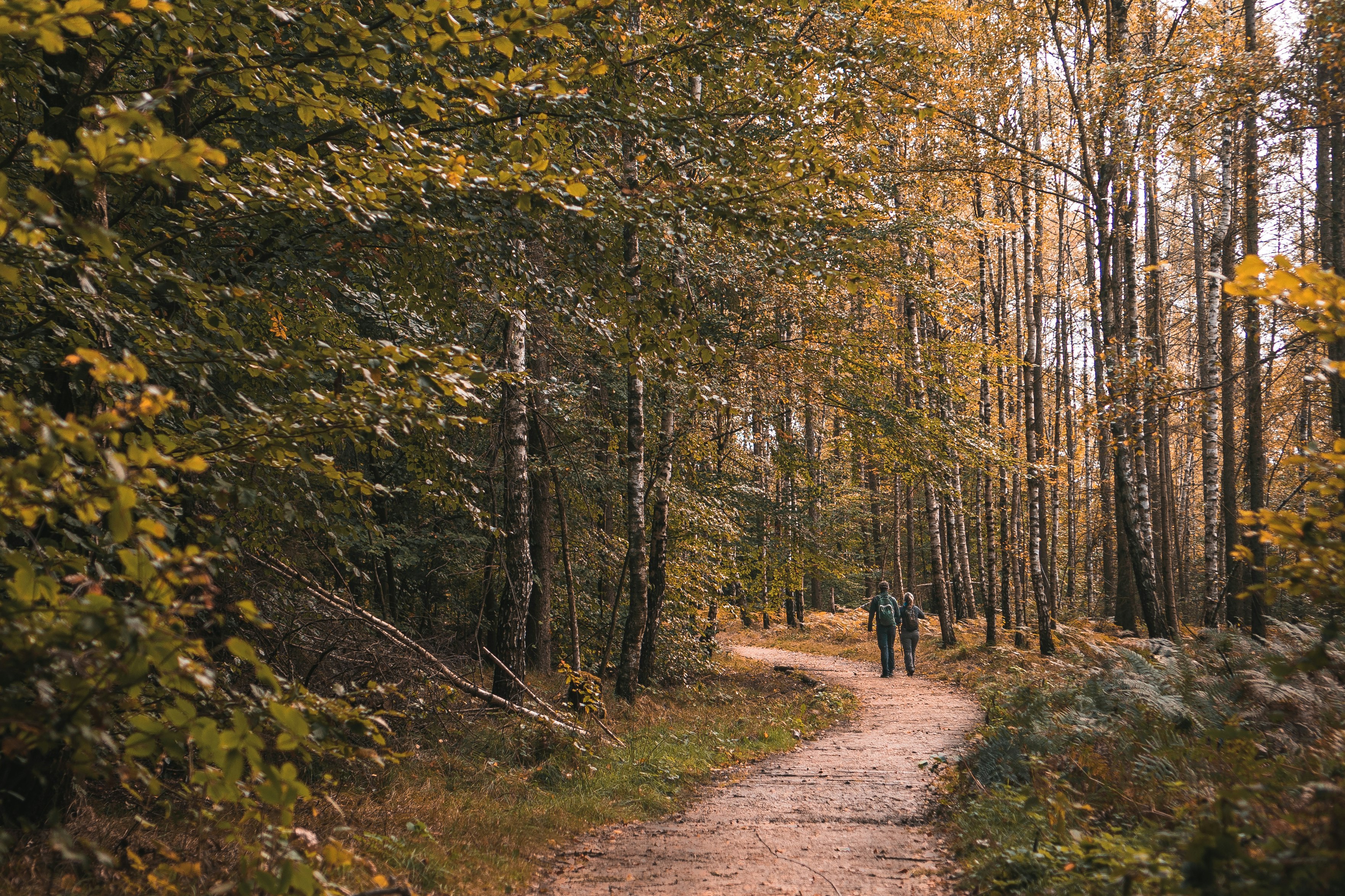 pathway surround by trees