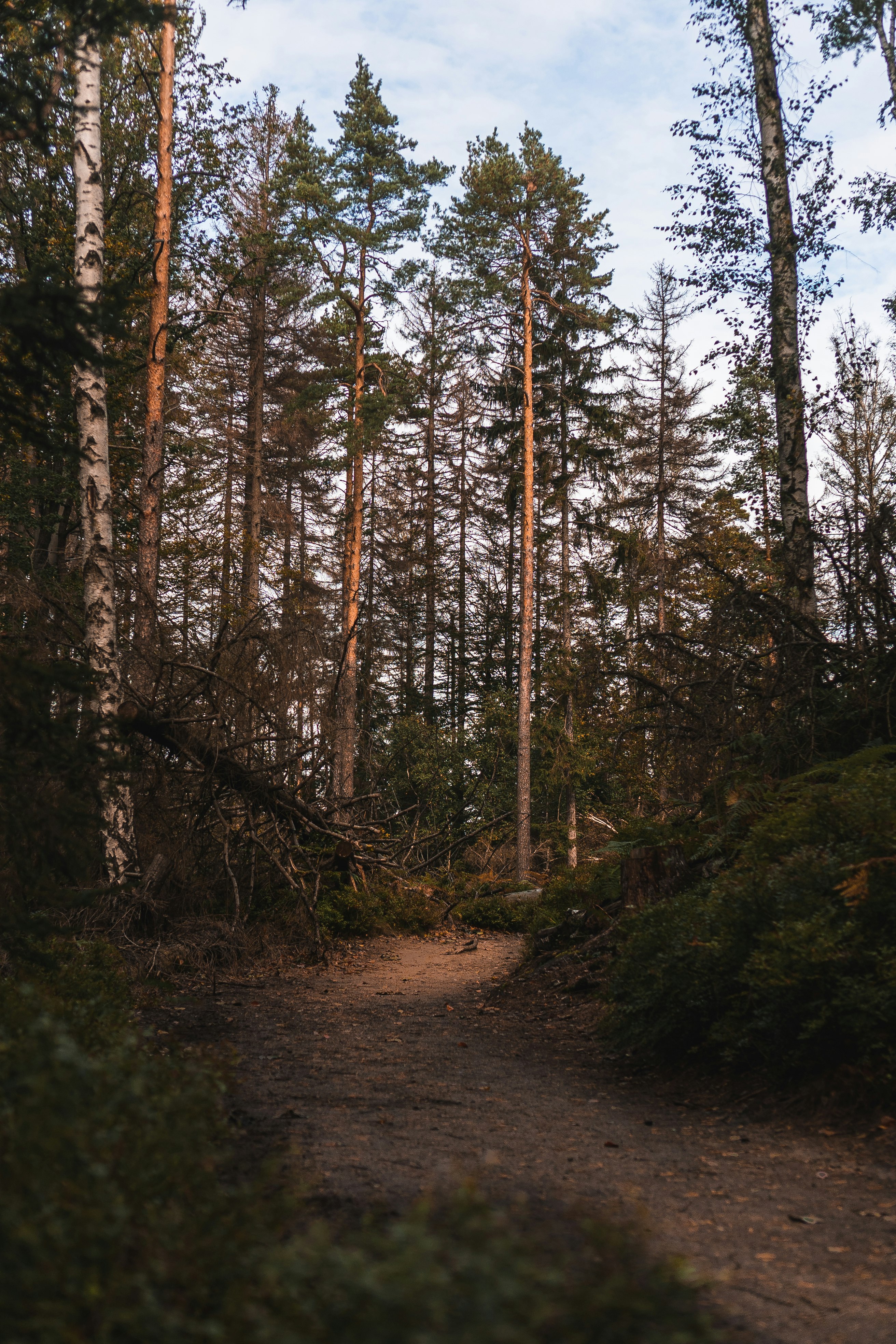 dirt road between trees