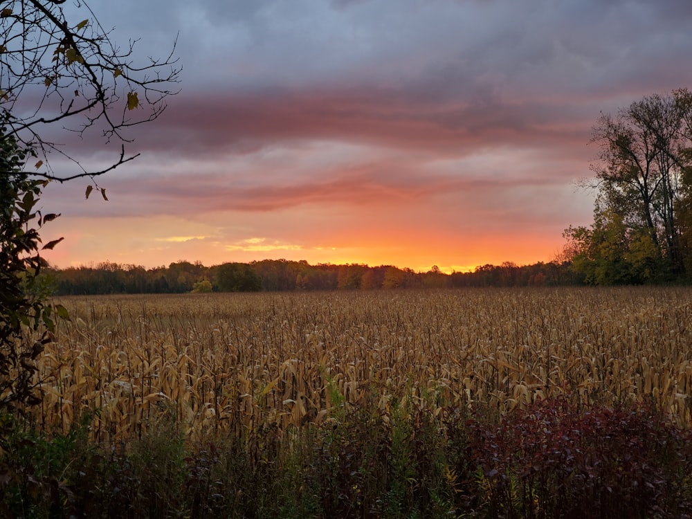 wheat field