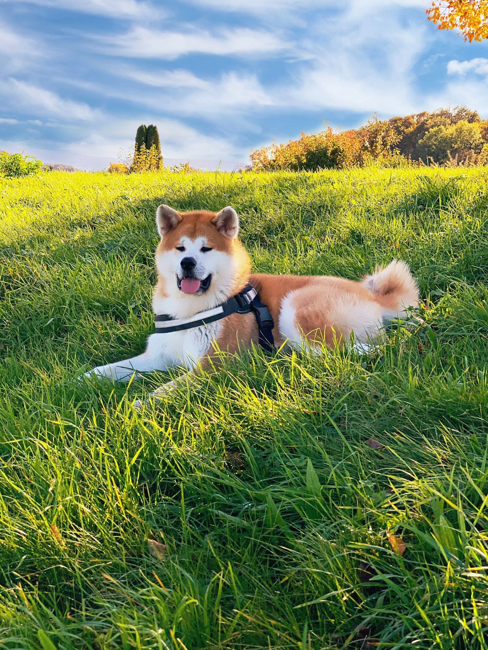 short-coated white and brown dog lying on green grass during daytime