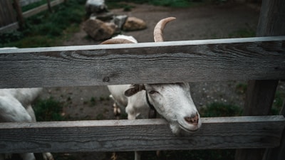 A curious goat without horns peeking over a wooden fence with a cheeky expression.
