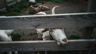 A curious goat without horns peeking over a wooden fence with a cheeky expression.