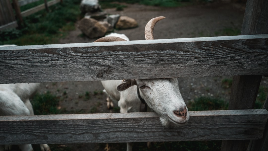 goats in cage