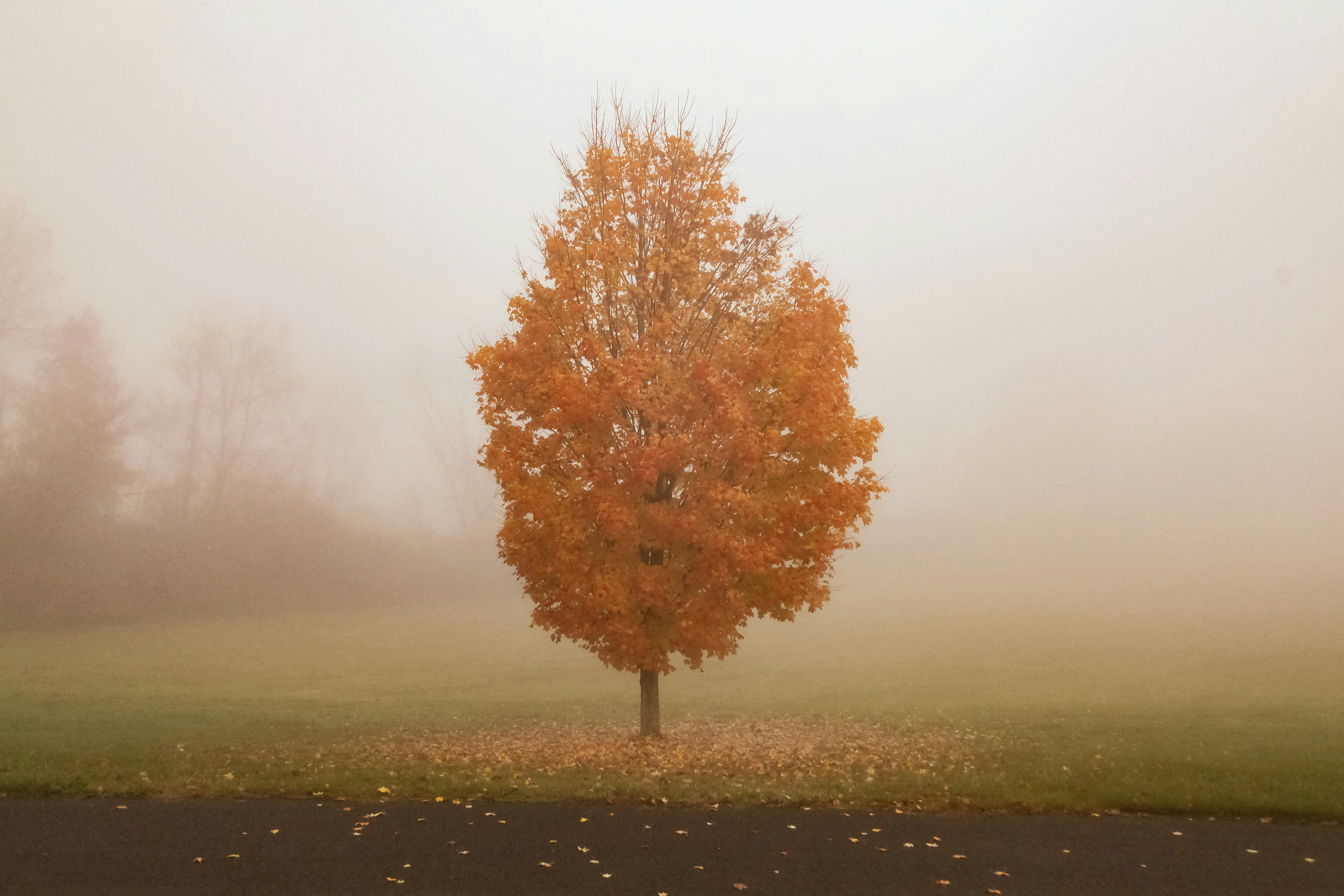 árbol de hojas marrones durante el día