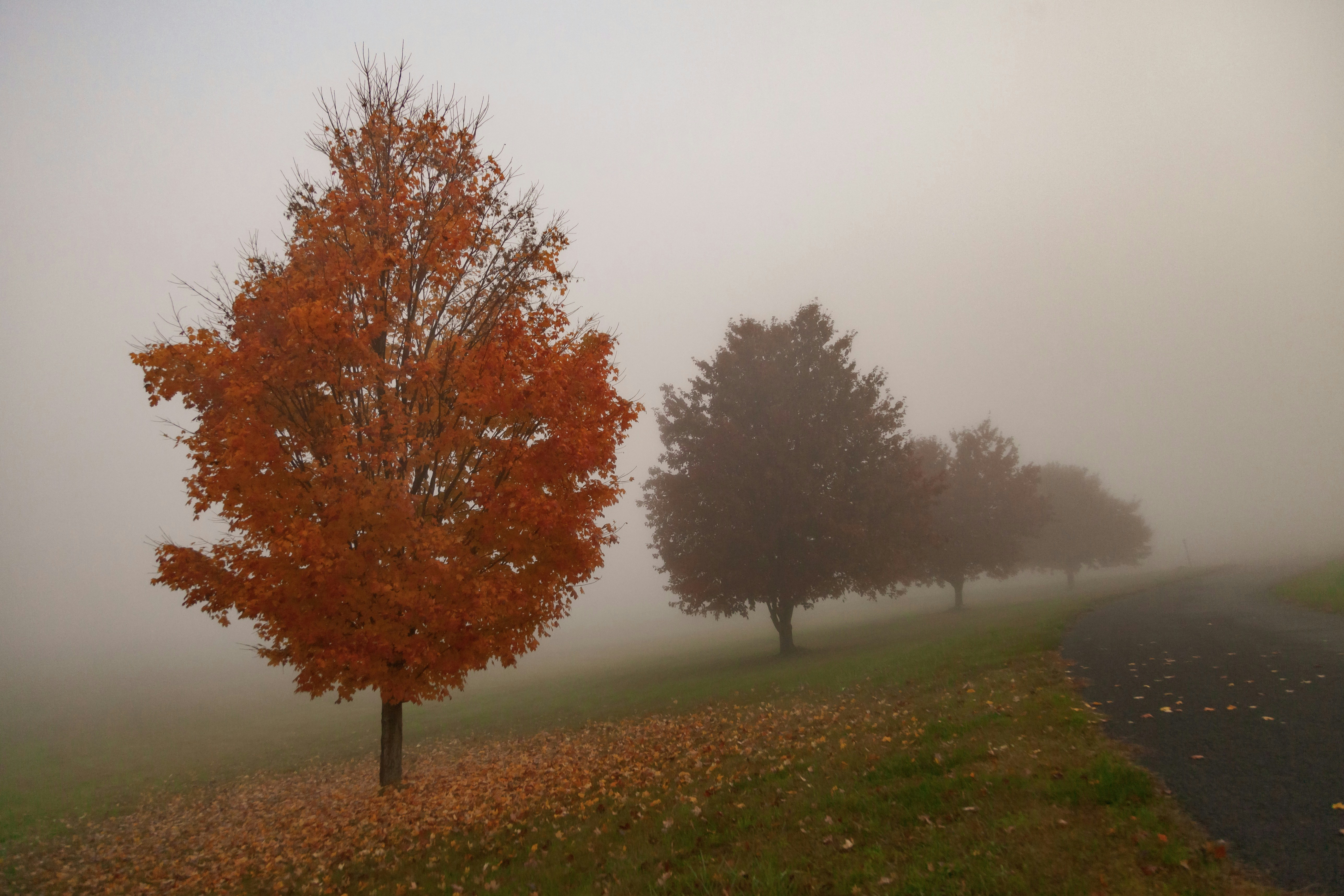 Árbol de hoja de naranjo