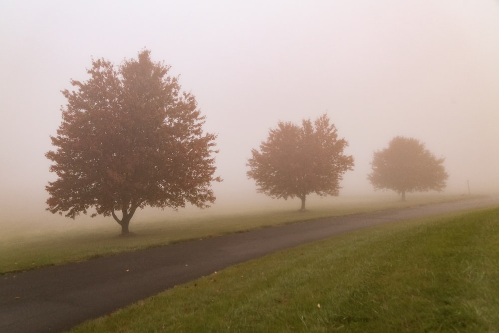 green-leafed trees during daytime